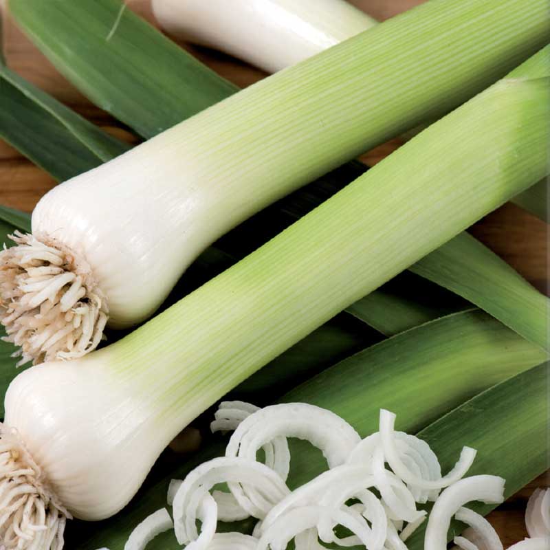 Lauch 'Blaugrüner Winter'