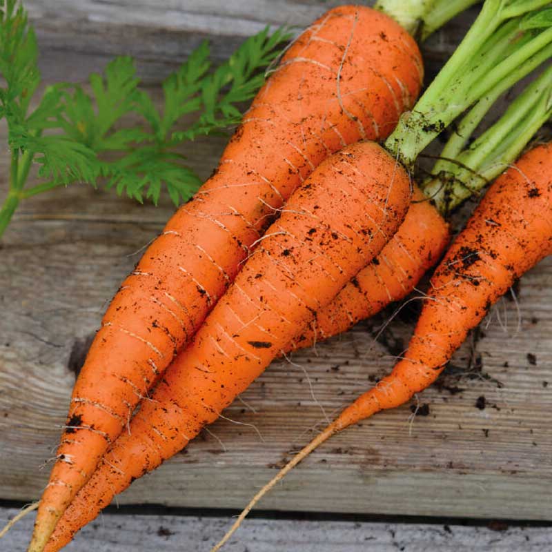 Lagermöhre 'Flakkée 2' Bio