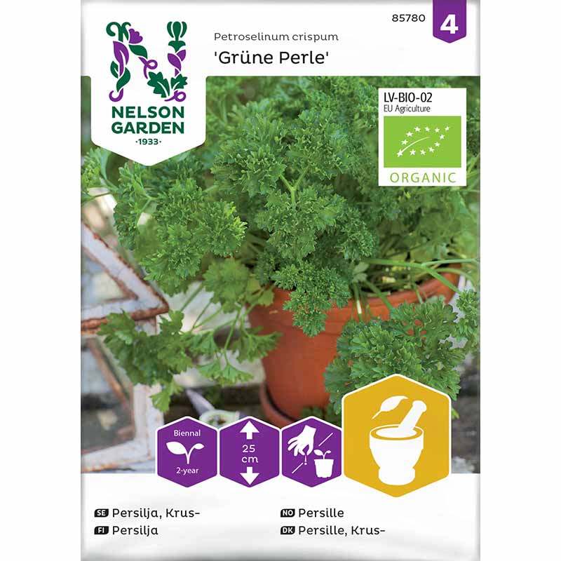 Blattpetersilie 'Grüne Perle'