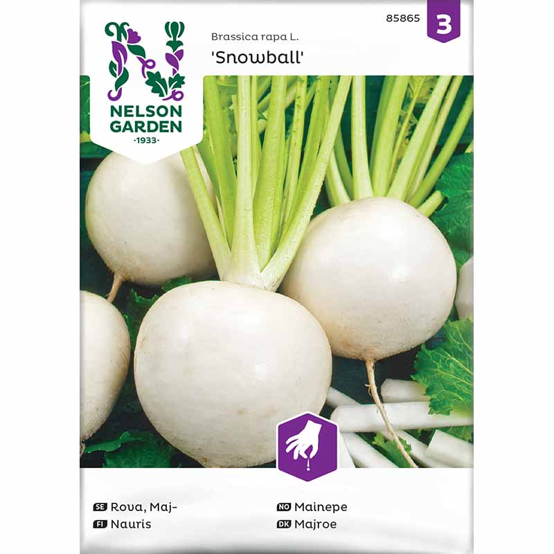 Speiserübe 'Snowball'