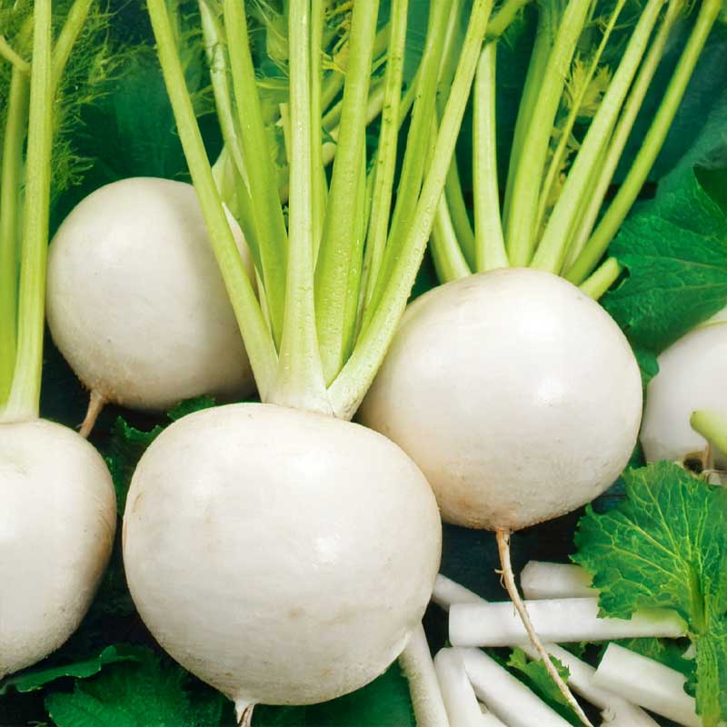 Speiserübe 'Snowball'