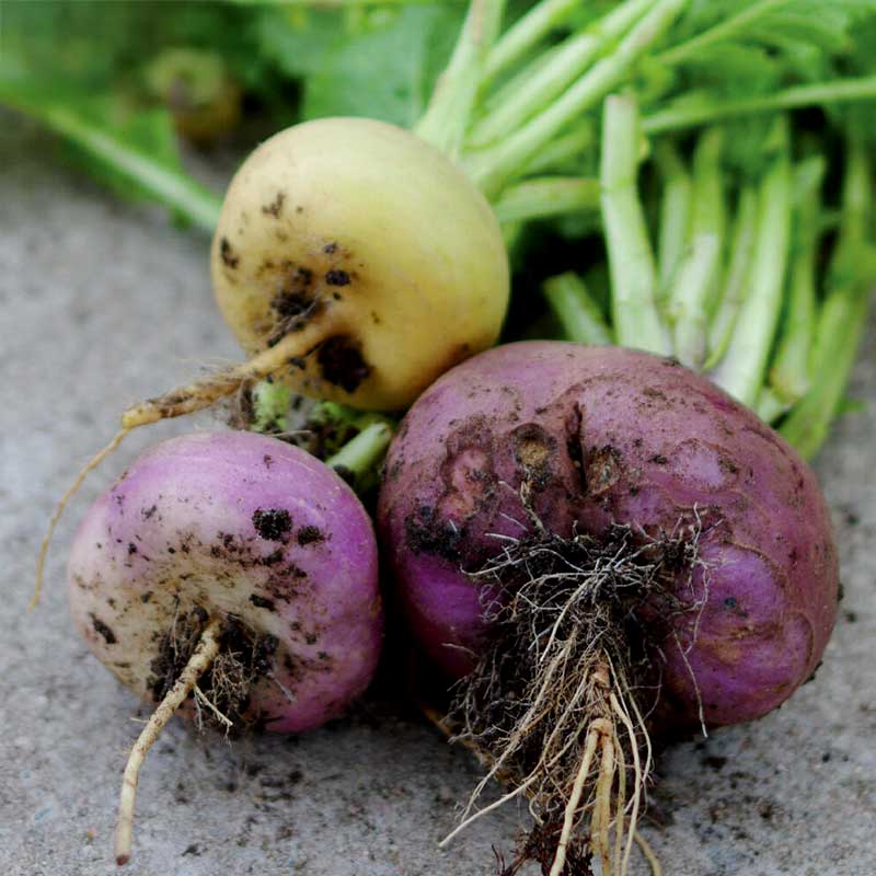 Steckrübe 'Enon kanta'