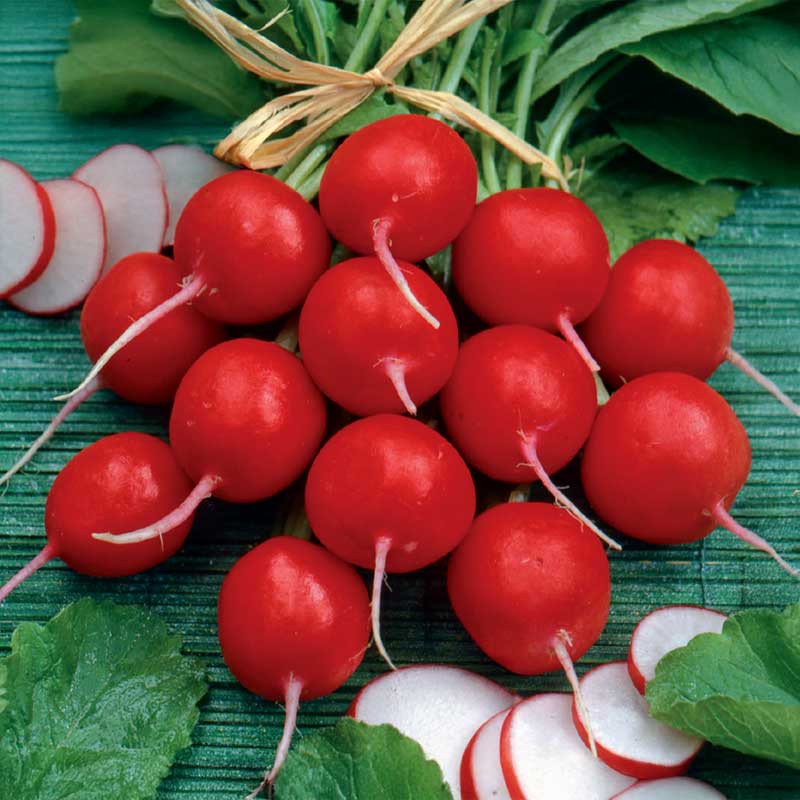Radieschen 'Cherry Belle'