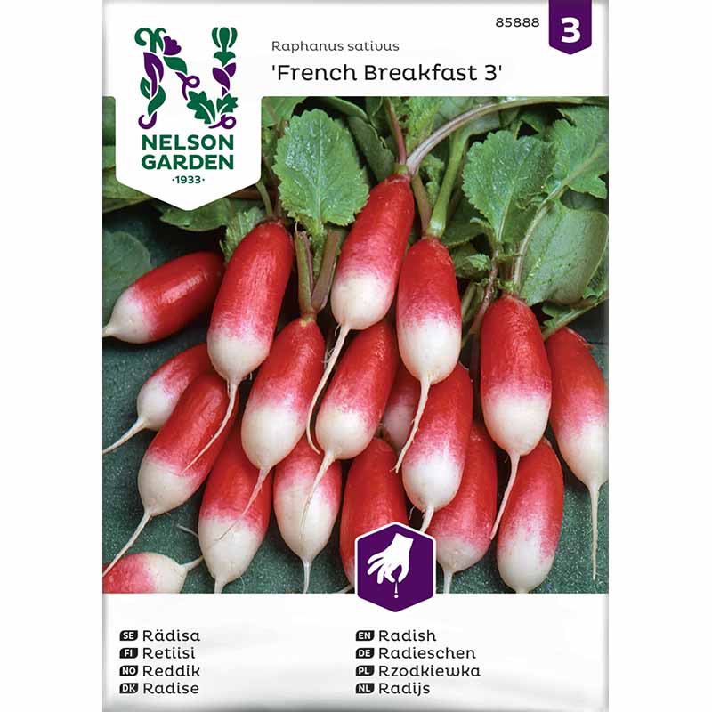 Radieschen 'French Breakfast 3'