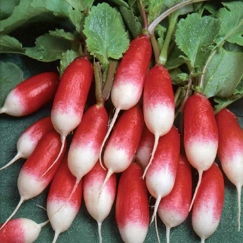 Radieschen 'French Breakfast 3'