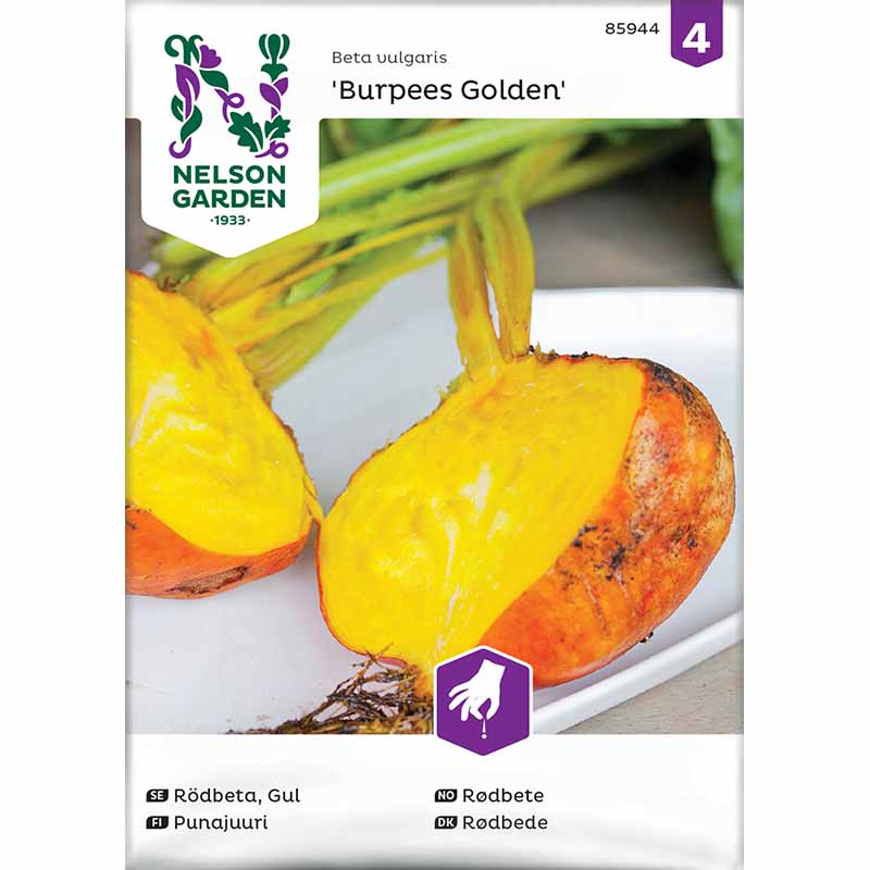 Rote Bete 'Burpees Golden'