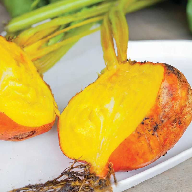 Rote Bete 'Burpees Golden'