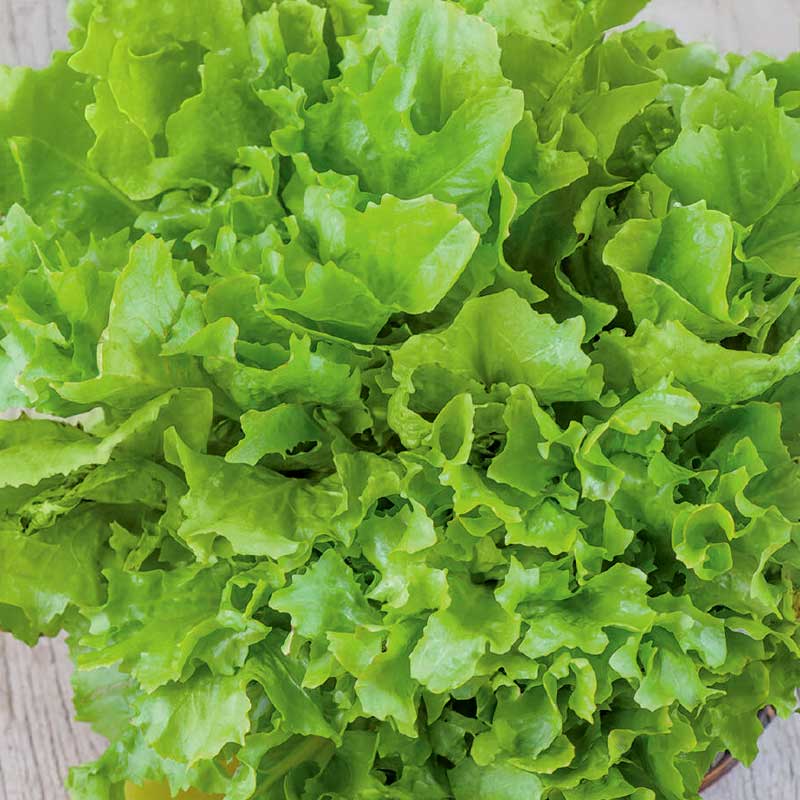 Escarole Lettuce 'Nuance' Organic