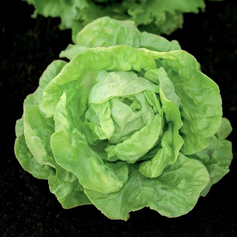 Kopfsalat 'Hilde II' Saatband