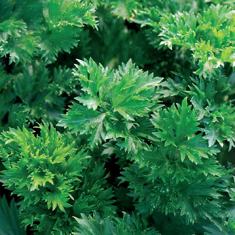 Blattsellerie 'Gewone Snij'