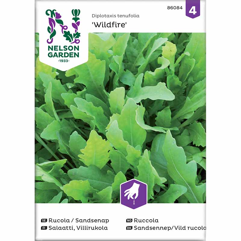 Rucola / Sand-Senf 'Wildfire'