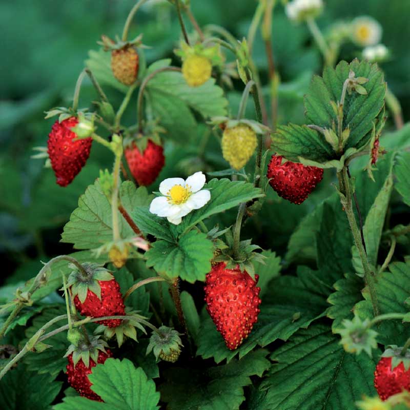Monatserdbeere 'Rügen'