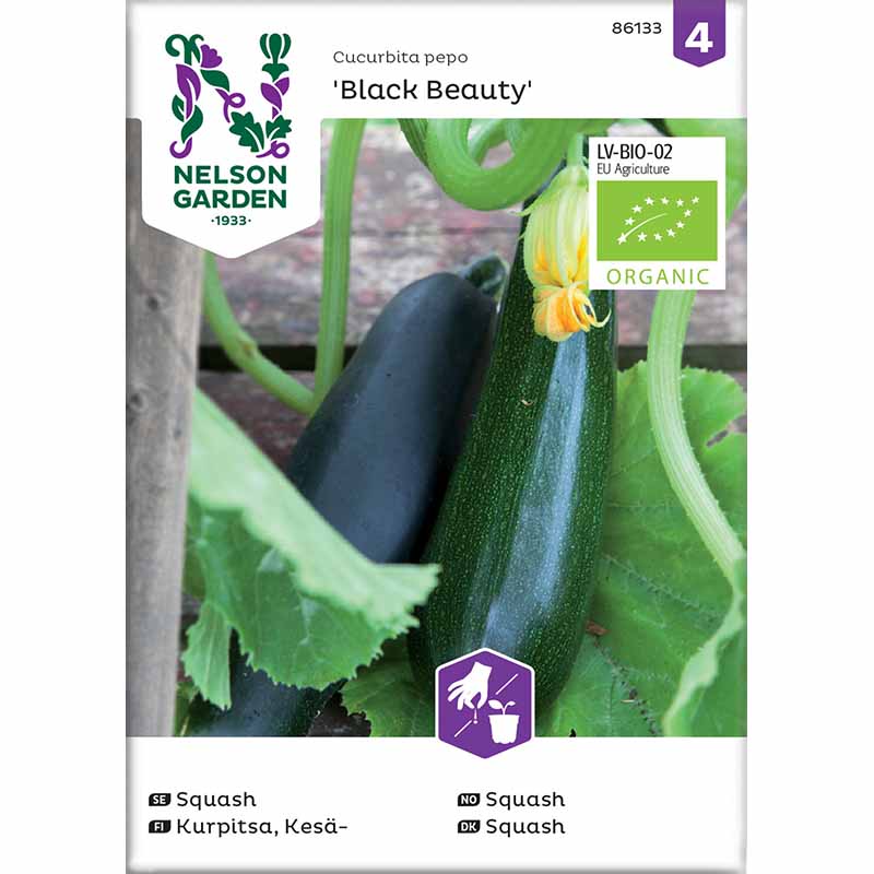 Zucchini / Sommersquash 'Black Beauty'