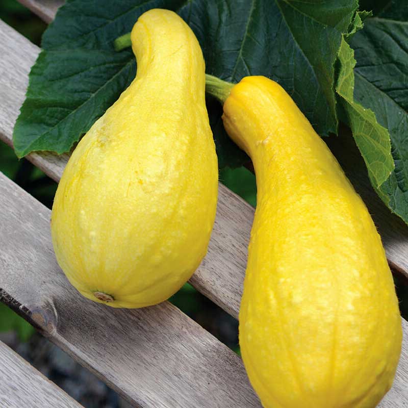 Zucchini 'Pic n Pic'