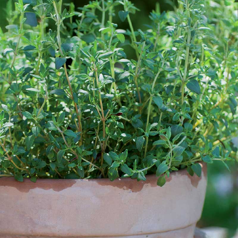 Winterthymian 'German Winter'