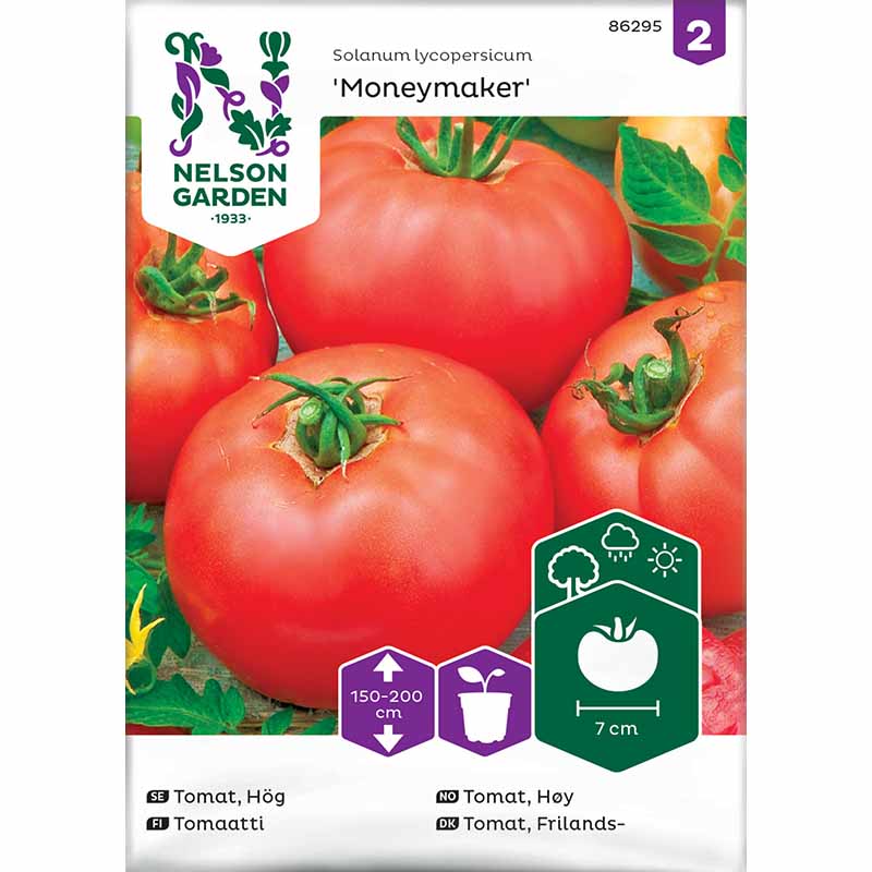 Freilandtomate 'Moneymaker'