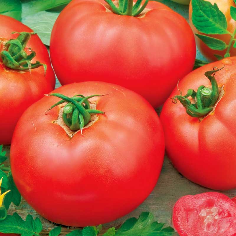 Freilandtomate 'Moneymaker'