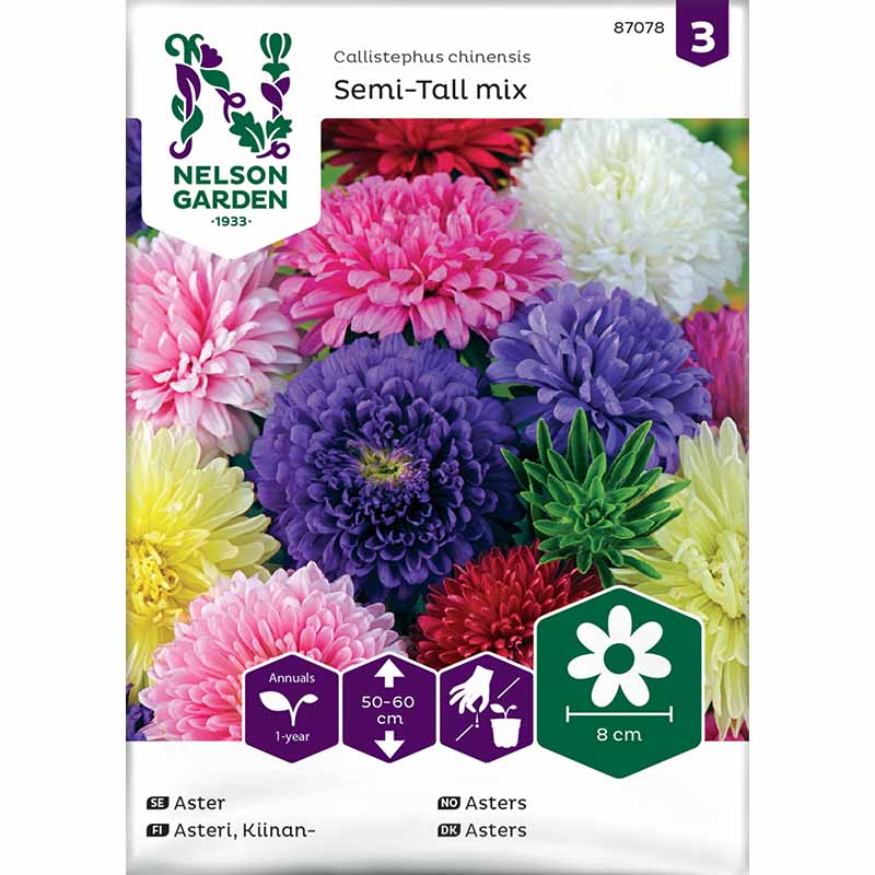 Aster 'Semi-Tall mix'