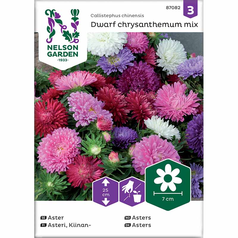 Zwergaster 'chrysanthemum mix'