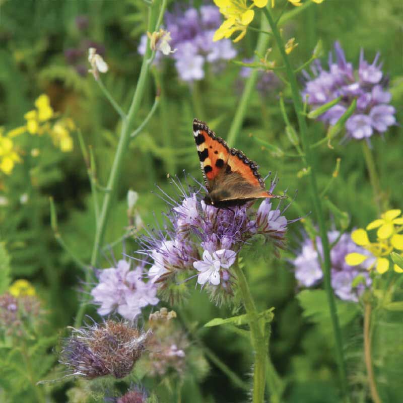 Insektenblumen-Mix Bio