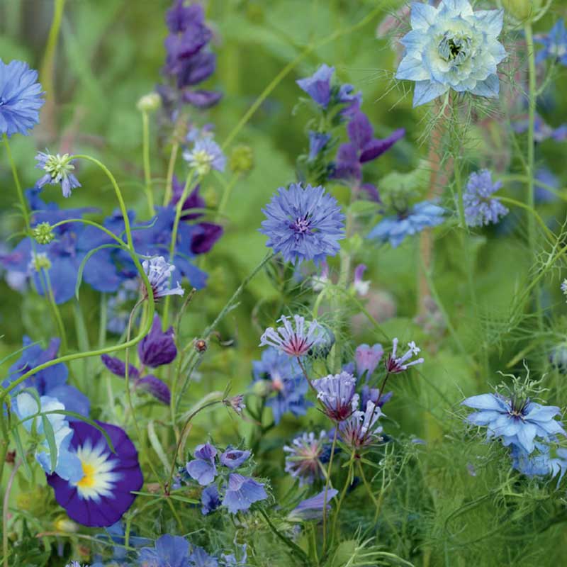 Sommerblumen 'Blue Shades'
