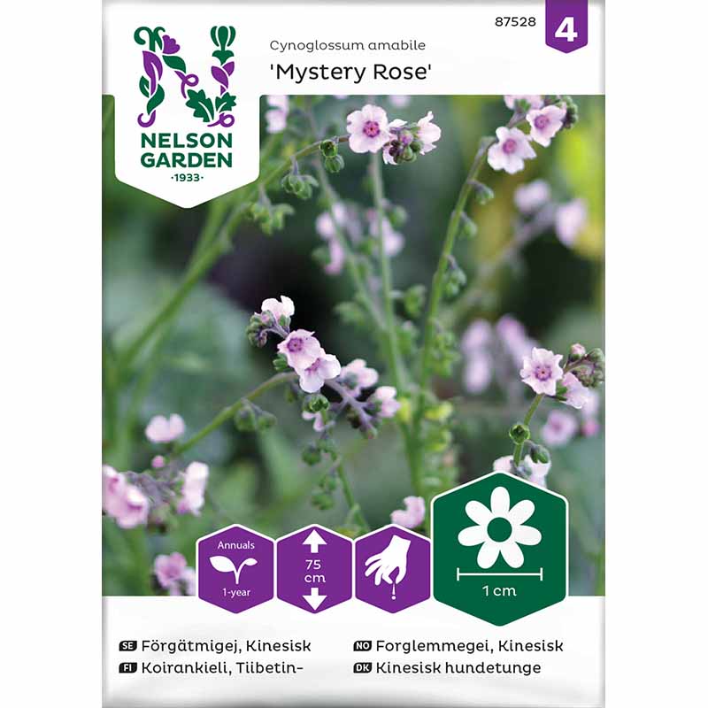 Chinesisches Vergissmeinnicht 'Mystery Rose'