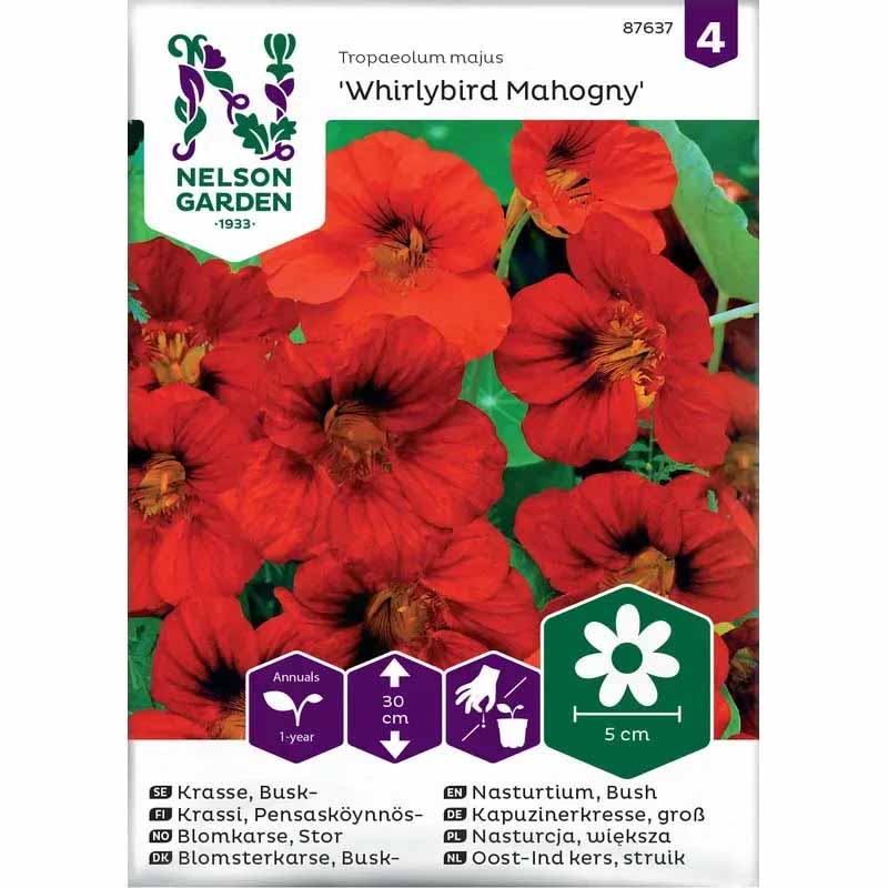 Zwerg-Kapuzinerkresse 'Whirlybird Mahagoni'