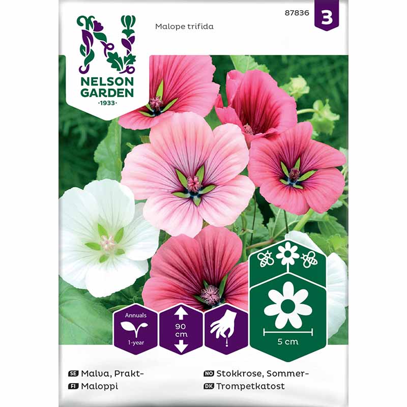 Prachtmalve blandade färger