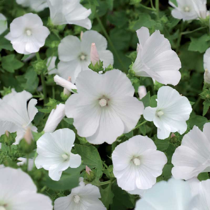 Sommermalve 'Mont Blanc'