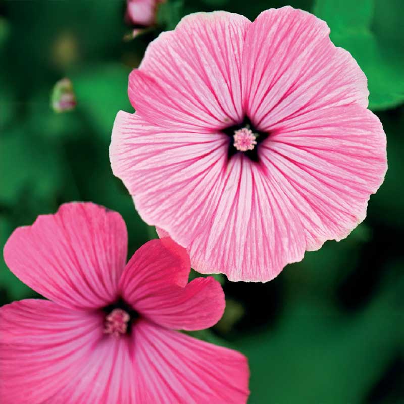 Sommermalve 'Silver Cup'