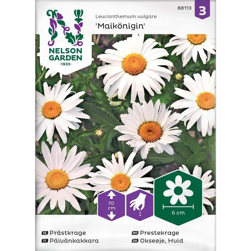 Margerite 'Maikönigin'