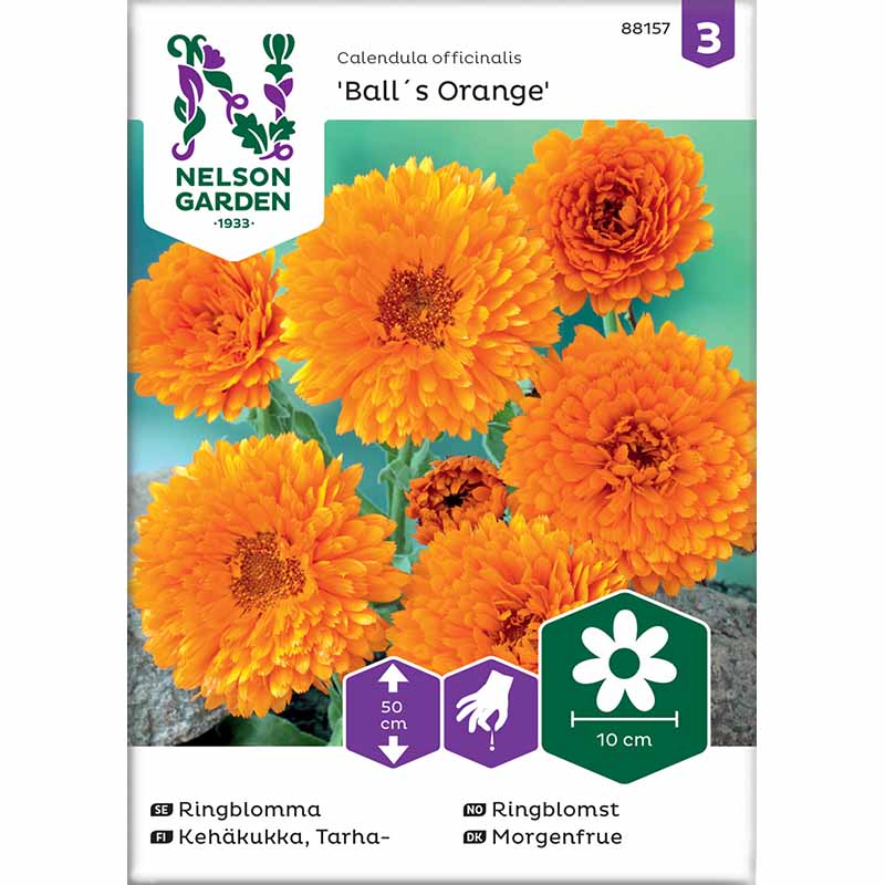 Ringelblume 'Ball´s Orange'