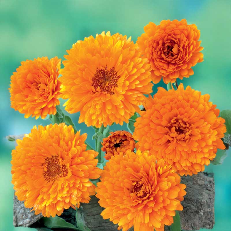 Ringelblume 'Ball´s Orange'