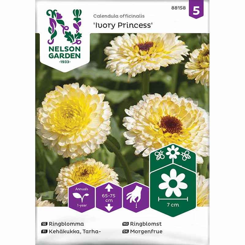 Ringelblume 'Ivory Princess'