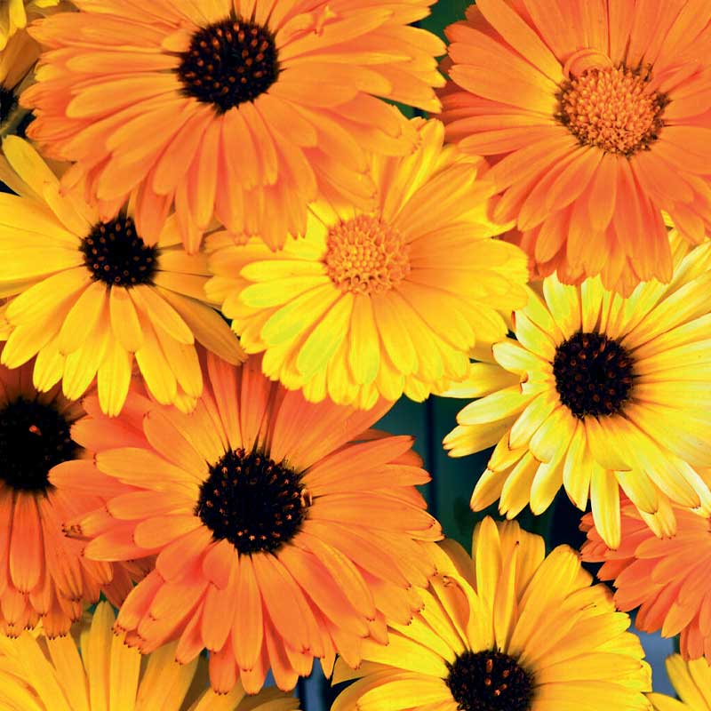 Ringelblume 'Daisy Citrus Mix'