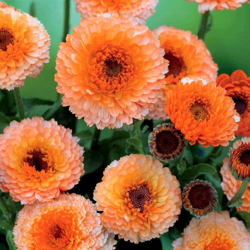 Ringelblume 'Pink Surprise'