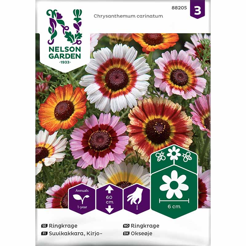 Trikolore-Margerite Mischung