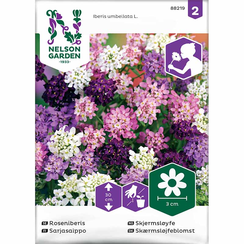 Schleifenblume Mischung