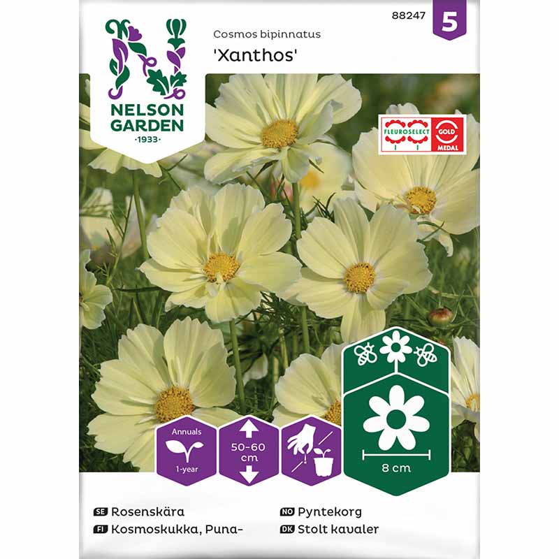 Kosmee 'Xanthos'