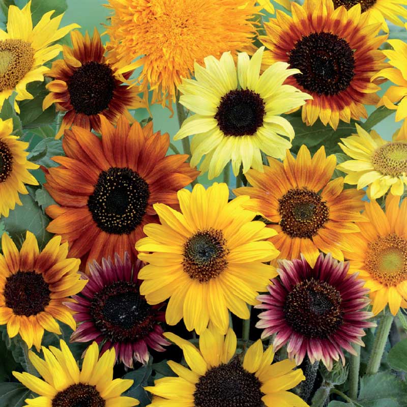 Sonnenblume 'Wilde mixture'