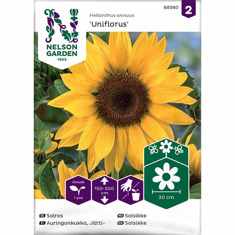 Riesensonnenblume 'Uniflorus'