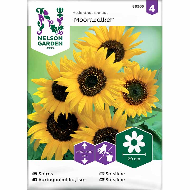 Sonnenblume 'Moonwalker'