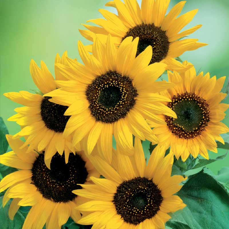 Sonnenblume 'Moonwalker'