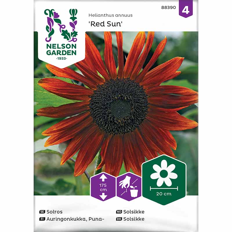 Sonnenblume 'Red Sun'