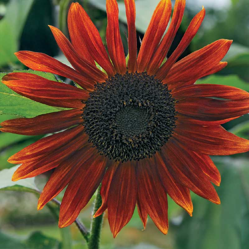 Sonnenblume 'Red Sun'
