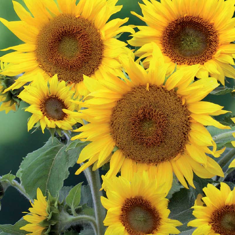 Sonnenblume 'Sunspot'