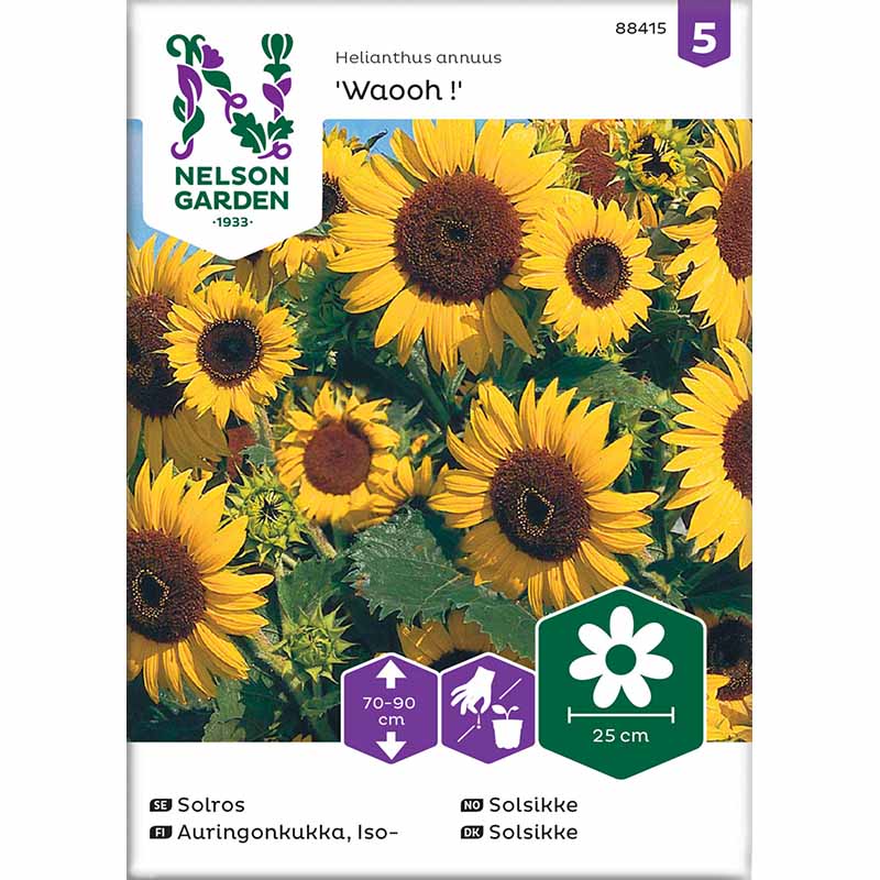 Sonnenblume 'Waooh !'