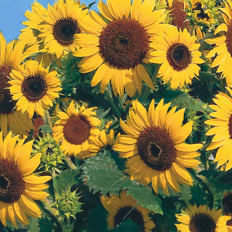 Sonnenblume 'Waooh !'