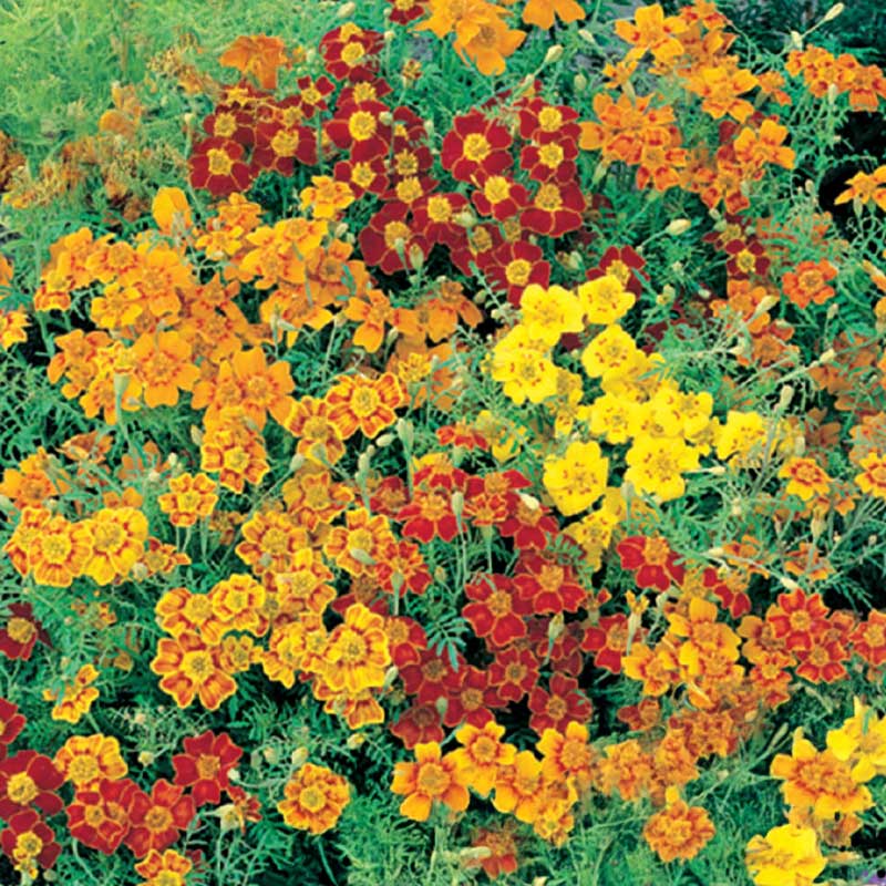 Zwerg-Tagetes 'Starfire mixed'