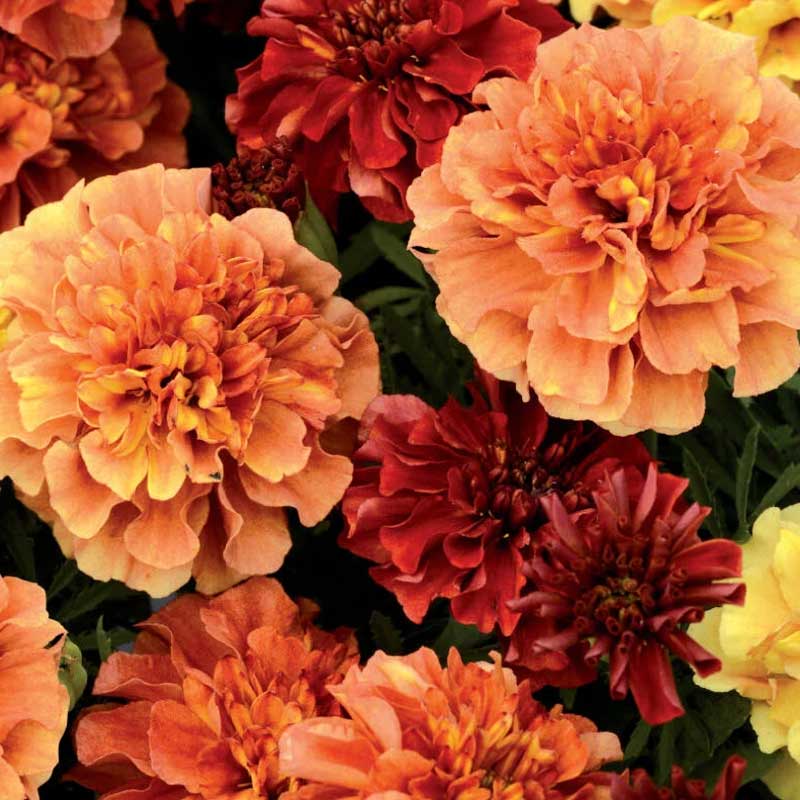 Samt-Tagetes 'Strawberry Blonde'